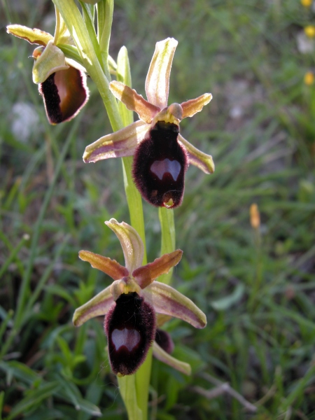 Ophrys delle Mainarde